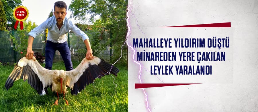 Yıldırım, leyleğin yaralanmasına sebep oldu