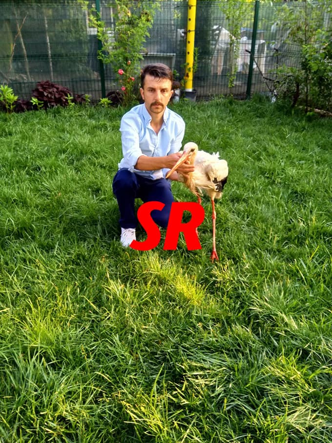 Yıldırım, leyleğin yaralanmasına sebep oldu