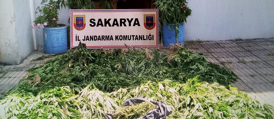 Jandarmadan kenevir operasyonu