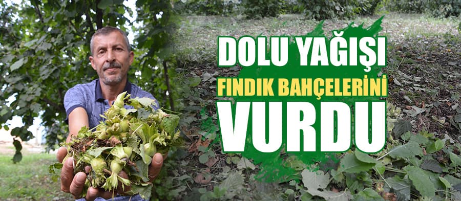 Dolu yağışı fındık bahçelerini vurdu
