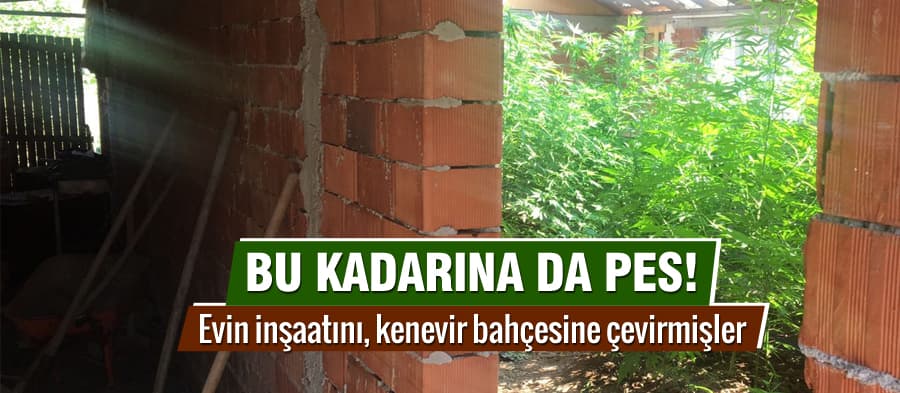 Evin inşaatını, kenevir bahçesine çevirmişler