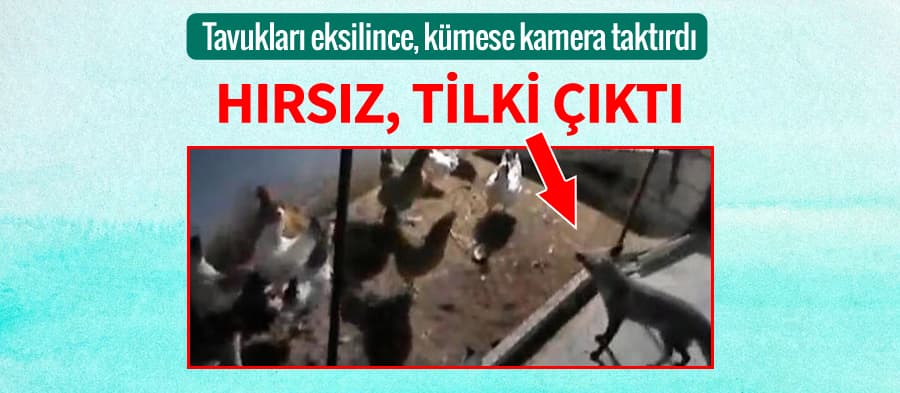 Kümesten tavukları çalan meğerse tilkiymiş