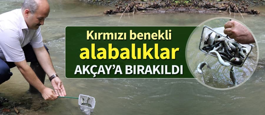 Nesli tükenmekte olan o alabalıklar dereye bırakıldı