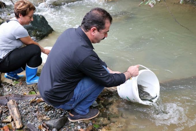 Nesli tükenmekte olan o alabalıklar dereye bırakıldı