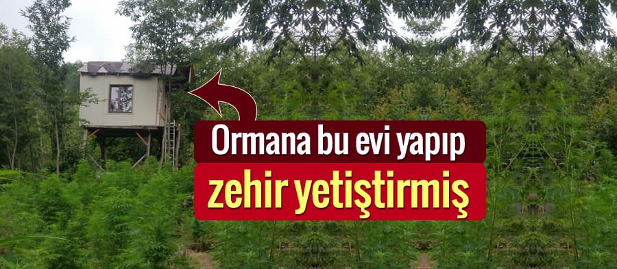 Ormanda zehir yetiştiren zanlı jandarmadan kaçamadı