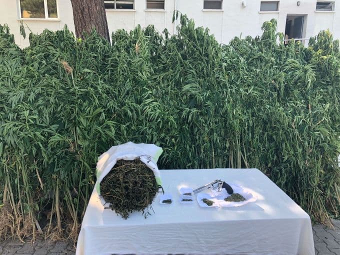 Ormanda zehir yetiştiren zanlı jandarmadan kaçamadı