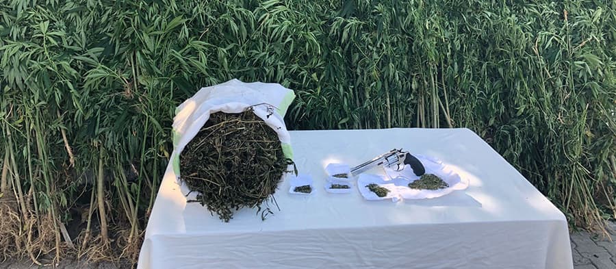 Sakarya'da uyuşturucu operasyonu: 1 tutuklama 
