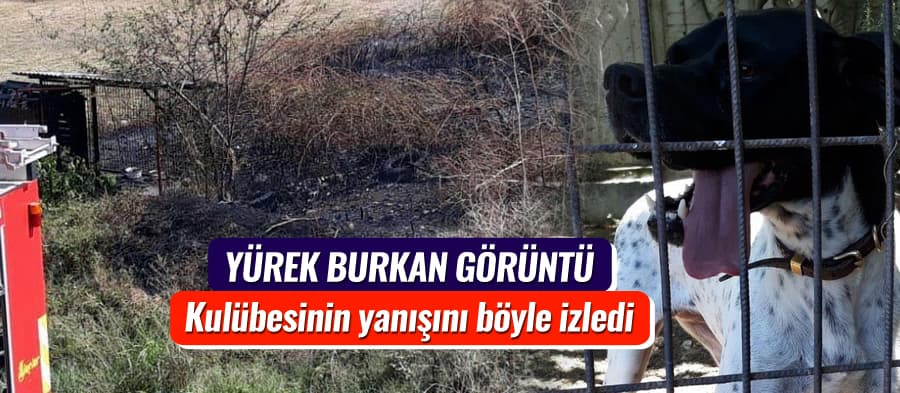 Kulübesinin yanmasını izleyen köpek, yürek burktu