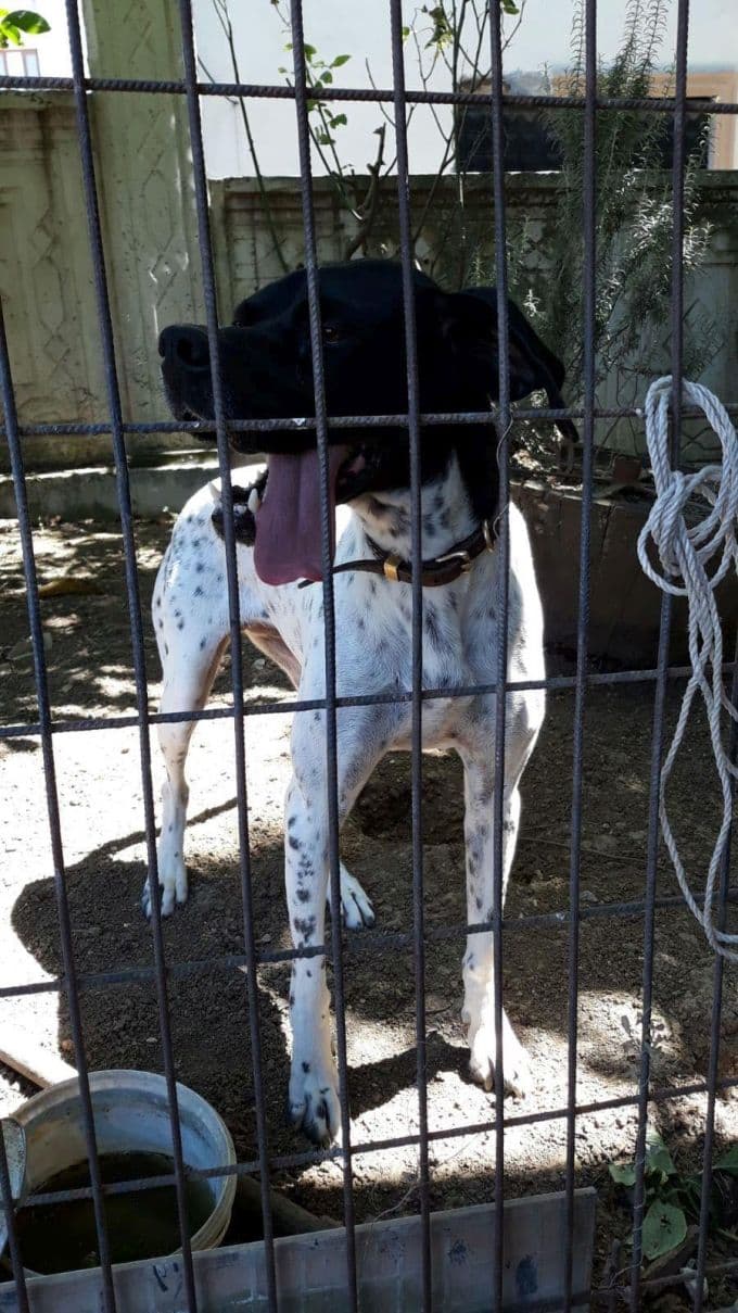 Kulübesinin yanmasını izleyen köpek, yürek burktu