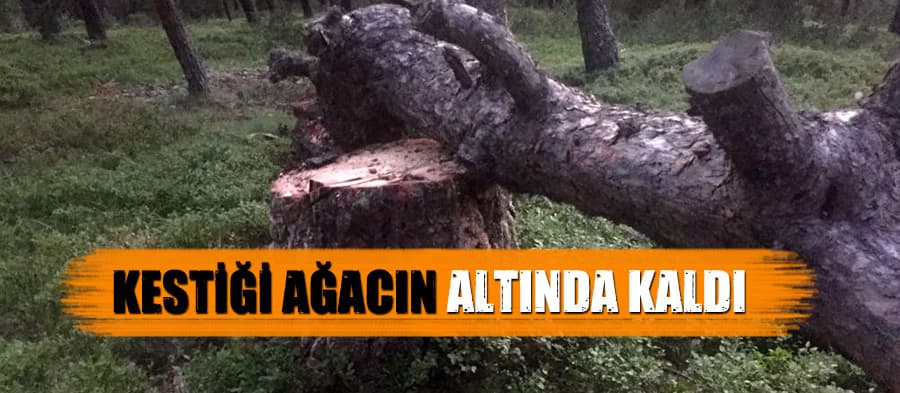 Kestiği ağacın altında kalan kişi yaralandı
