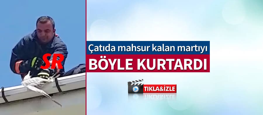 Çatıda mahsur kalan martı, böyle kurtarıldı