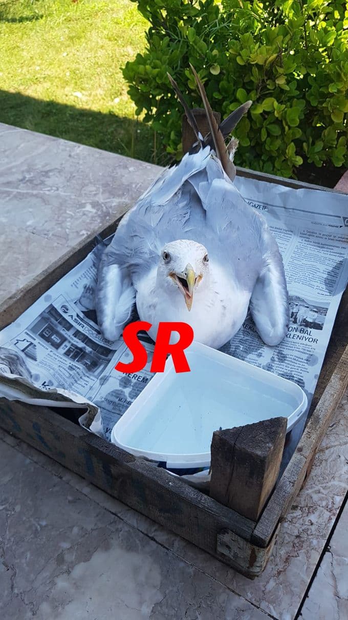 Çatıda mahsur kalan martı, böyle kurtarıldı