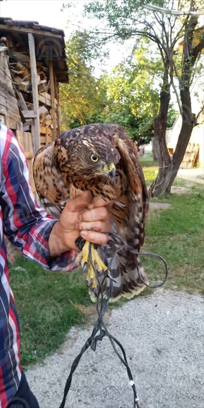 Kümesine dadanan şahini yakalayıp yetkililere teslim etti