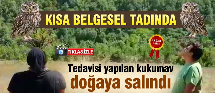 Tedavisi biten kukumav baykuş doğaya böyle salındı