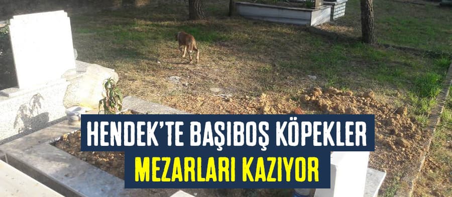 Başıboş köpekler mezarları kazıyor