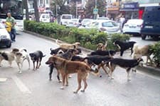Köpeğin Saldırısına Uğrayan Kadın Hastanelik Oldu