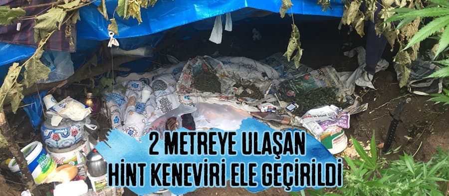 2 metreye ulaşan hint keneviri ele geçirildi 