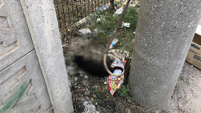 Patileri kesilmiş halde bulundu