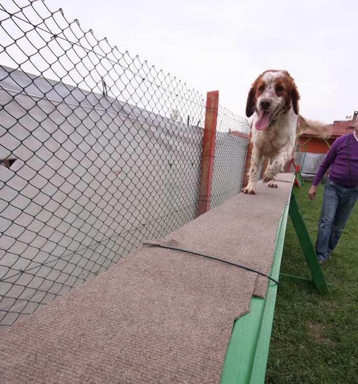 Marmara Bölgesi'nin En Büyük Köpek Çiftliği Açıldı