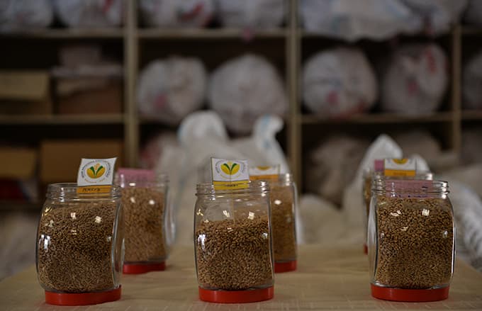 Geliştirilen tohumlar Türk tarımına güç katıyor