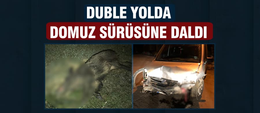 Duble yolda domuz sürüsüne çarptı