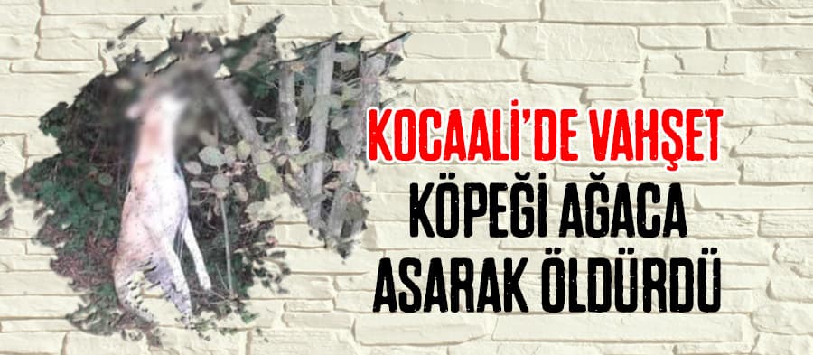 Köpeği iple ağaca asarak öldürdü 
