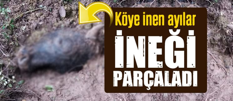 Ayılar köye inerek ineği parçaladı 
