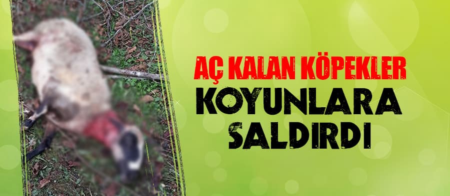 Aç kalan köpekler koyunlara saldırdı 
