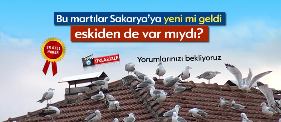 Bu martılar Sakarya'ya yeni mi geldi, eskiden de var mıydı?
