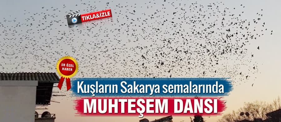 Kuşların Sakarya semalarında muhteşem dansı