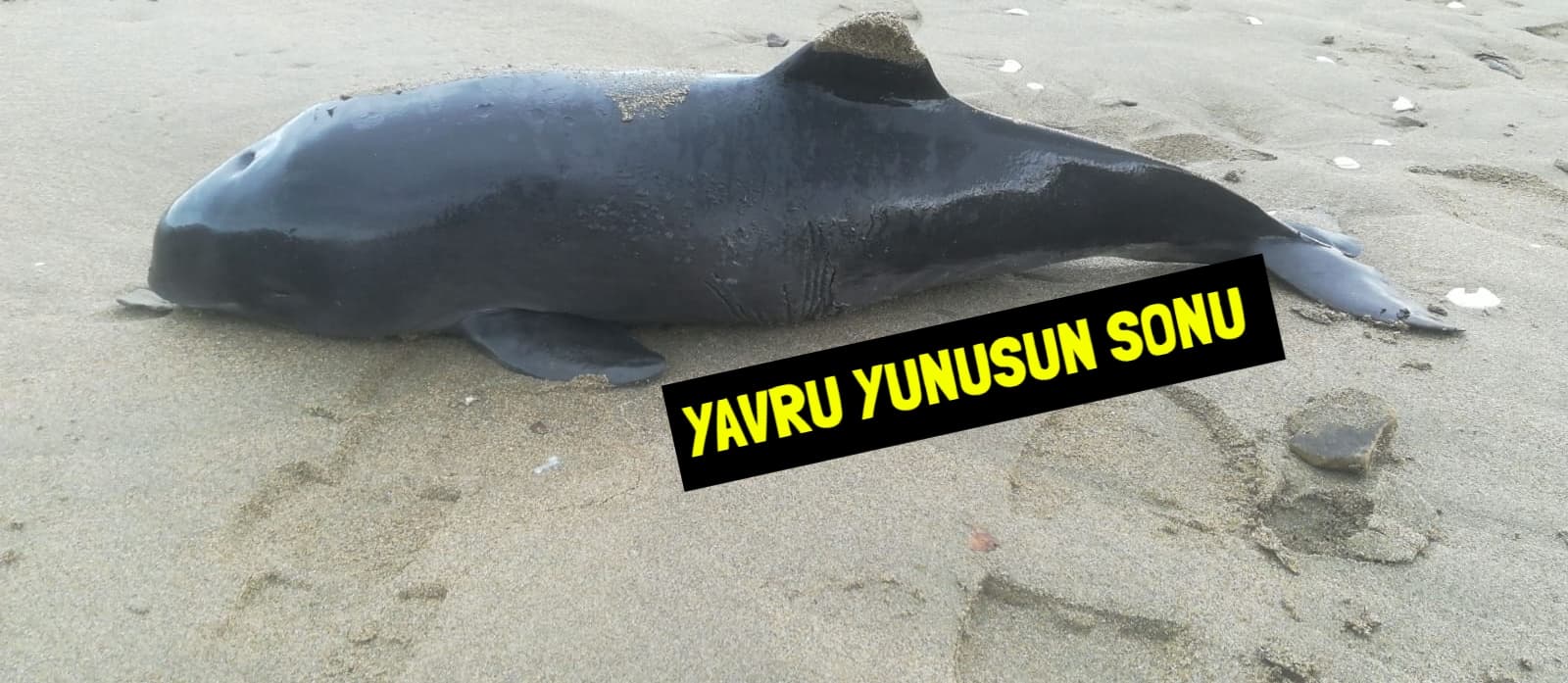 Ağır yaralı bebek yunus, kıyıya vurdu