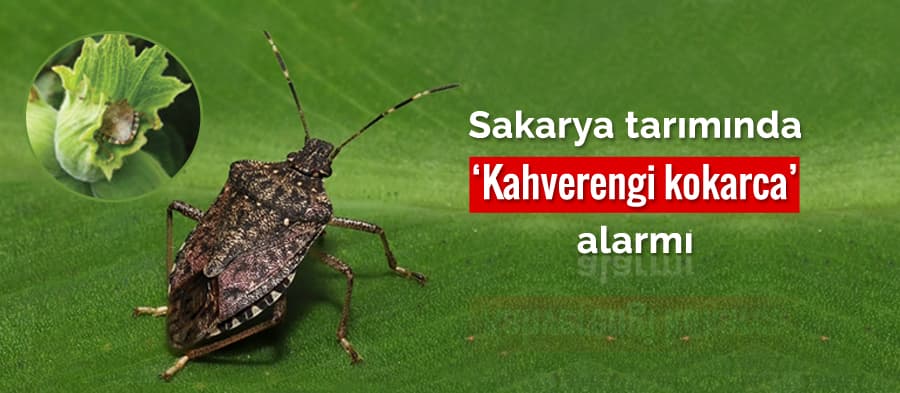 Sakarya tarımında 'Kahverengi kokarca' alarmı