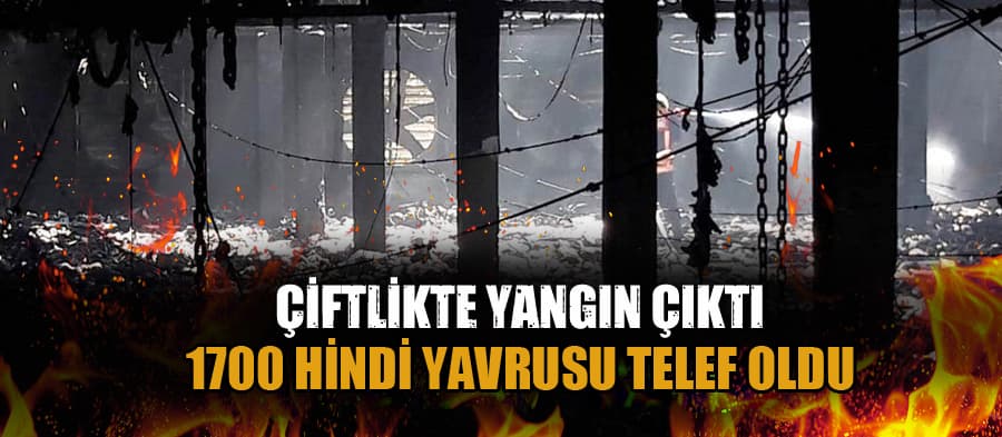  Çiftlikte yangın: 1700 hindi yavrusu telef oldu