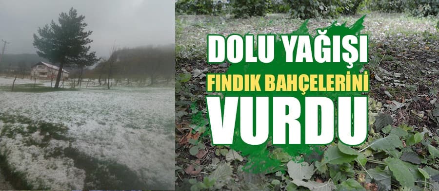 Dolu fındık bahçelerini vurdu