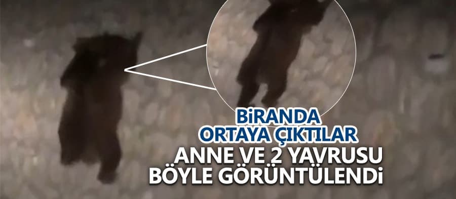 Anne ayı ve iki yavrusu böyle görüntülendi
