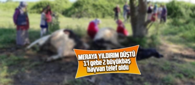 Meraya yıldırım düştü, hayvanlar telef oldu