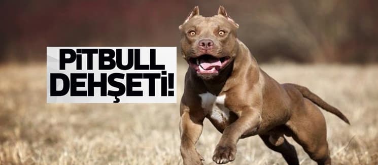 Pitbull dehşeti, küçük kız ağır yaralandı