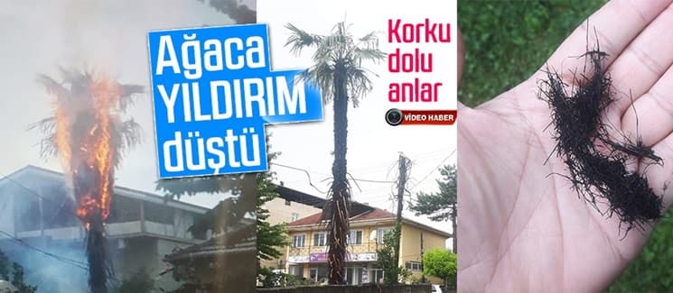 Ağaca yıldırım düştü