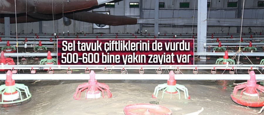 Sel tavuk çiftliklerini de vurdu