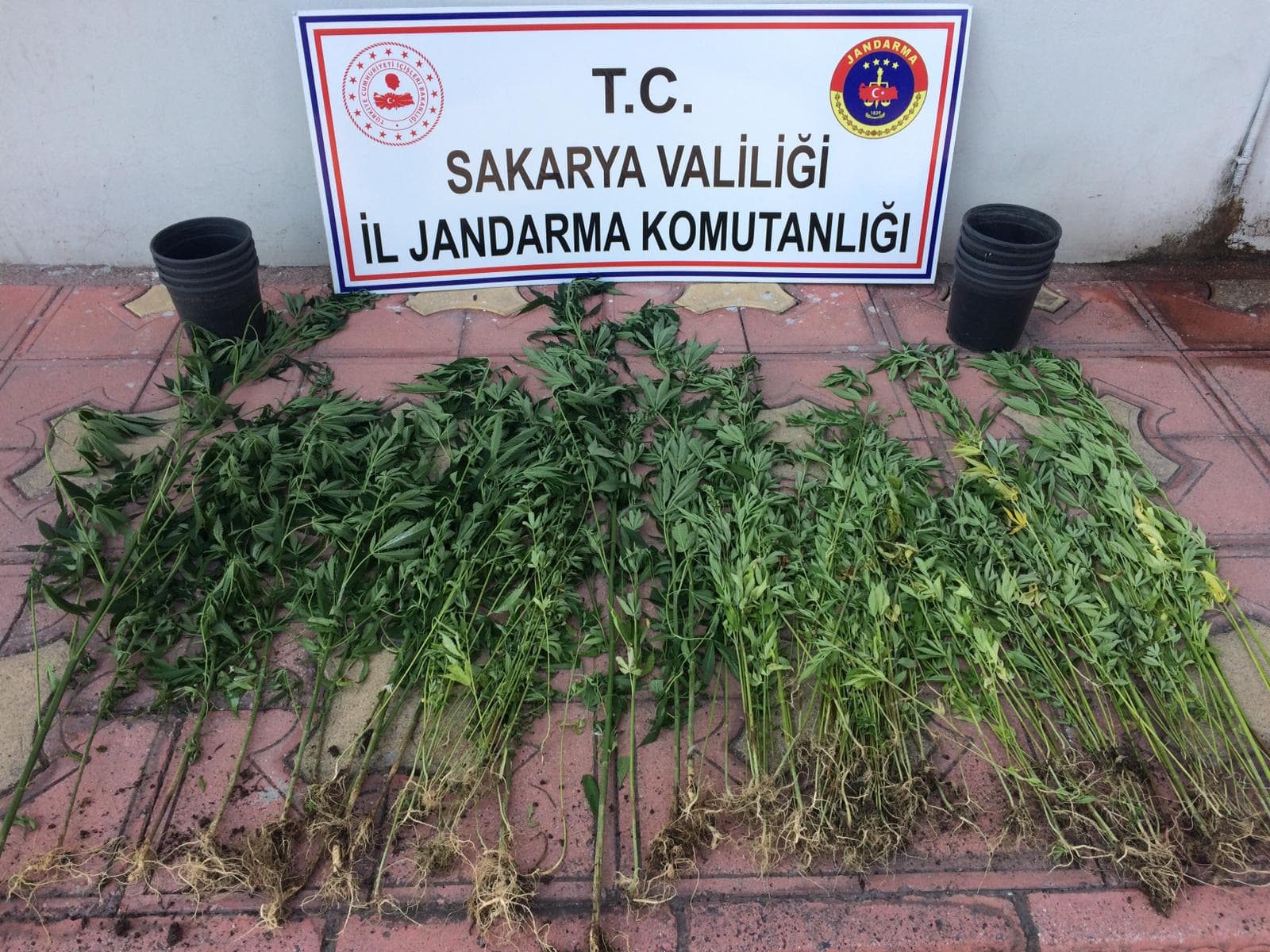Hazine arazisine kenevir ekmişler