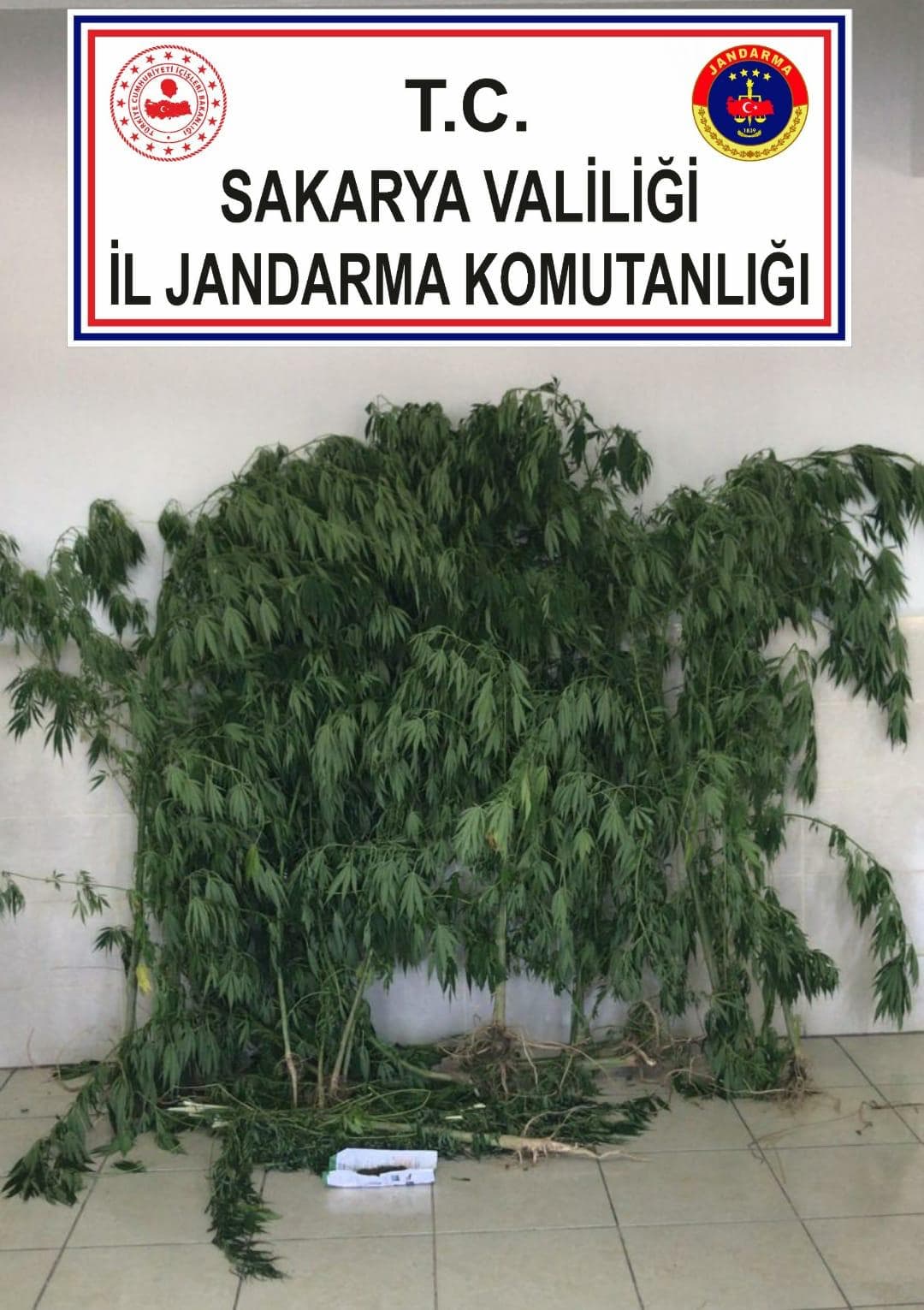 Hazine arazisine kenevir ekmişler