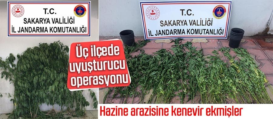 Hazine arazisine kenevir ekmişler