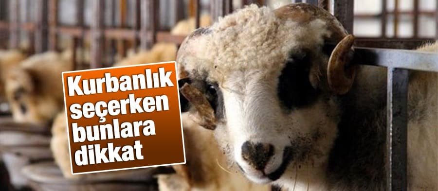 Kurbanlık seçerken bunlara dikkat