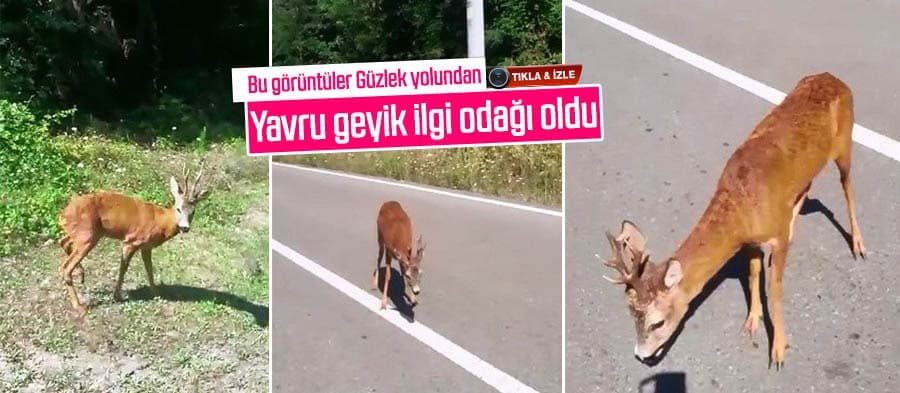 Yavru geyik ilgi odağı oldu