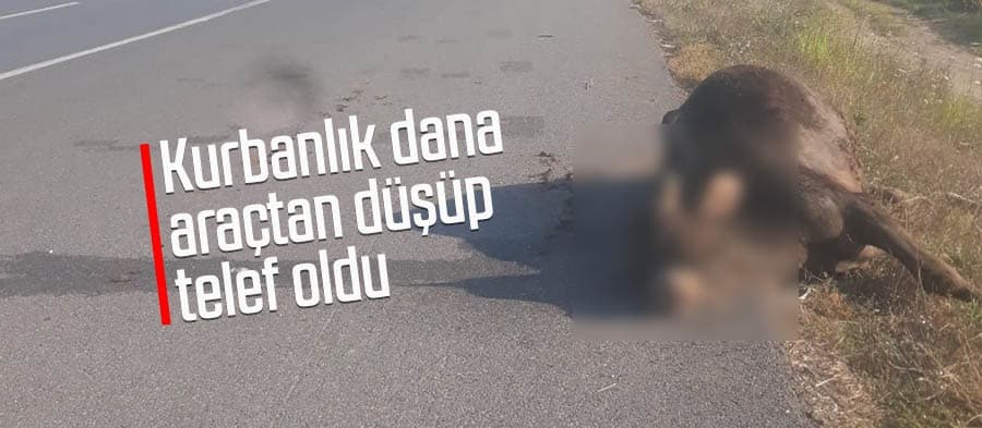 Kurbanlık dana araçtan düşüp telef oldu