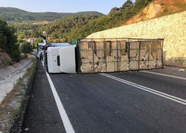 Kamyon devrildi, tavuklar yola saçıldı - Vinç ve forkliftler destek için geldi