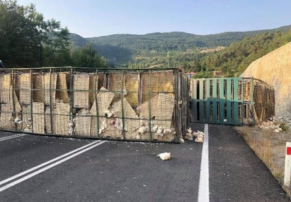 Kamyon devrildi, tavuklar yola saçıldı - Vinç ve forkliftler destek için geldi
