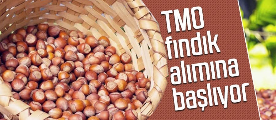 TMO fındık alımına başlıyor