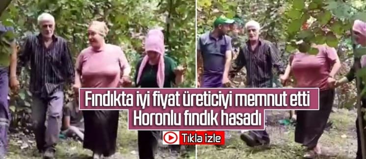 Horonlu fındık hasadı
