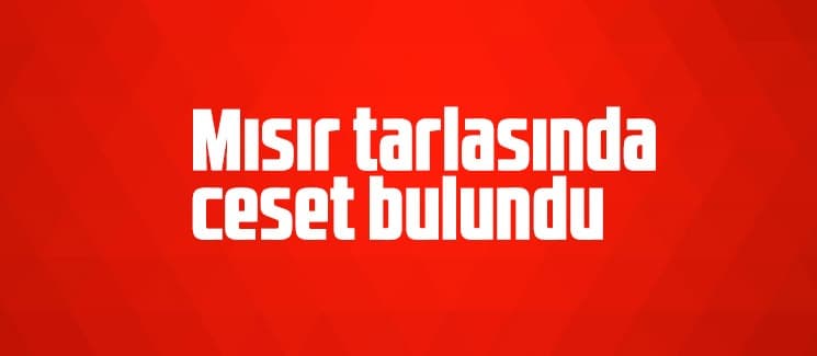 Mısır tarlasında ceset bulundu